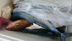 海龍丸 釣果