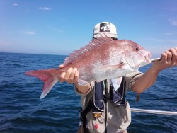 MATSUSHIMA SEANET 釣果