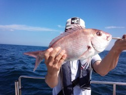 MATSUSHIMA SEANET 釣果