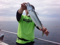 MATSUSHIMA SEANET 釣果