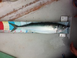 MATSUSHIMA SEANET 釣果