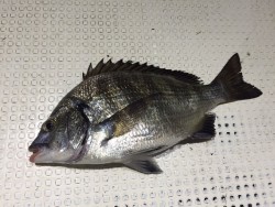 ゲームフィッシング バレントン 釣果