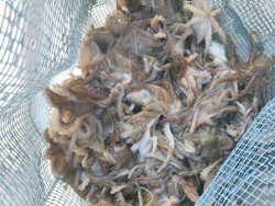 松本釣船２ 釣果