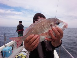 MATSUSHIMA SEANET 釣果