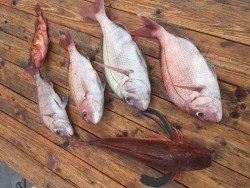 ゲームフィッシング バレントン 釣果