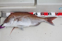 松本釣船２ 釣果