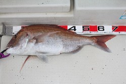 松本釣船２ 釣果