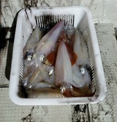 オーシャンズ 釣果