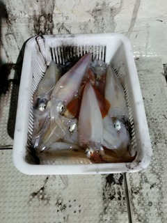 オーシャンズ 釣果