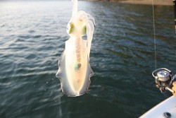 松本釣船２ 釣果