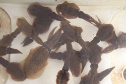 松本釣船２ 釣果