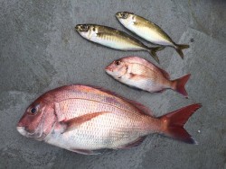 ゲームフィッシング バレントン 釣果