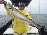 オーシャンマスター 釣果