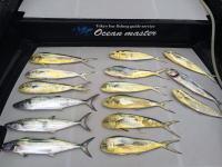 オーシャンマスター 釣果