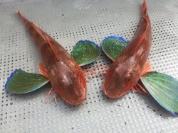 ゲームフィッシング バレントン 釣果