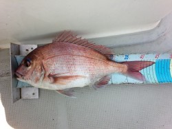 MATSUSHIMA SEANET 釣果