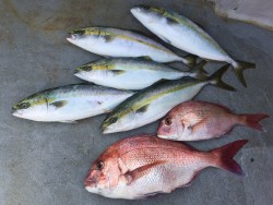 ゲームフィッシング バレントン 釣果