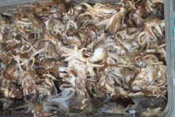 松本釣船２ 釣果