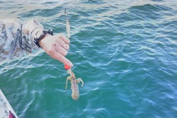 松本釣船２ 釣果