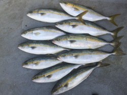 ゲームフィッシング バレントン 釣果