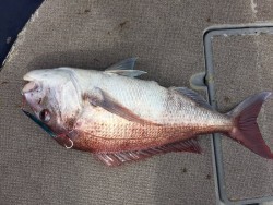 ゲームフィッシング バレントン 釣果