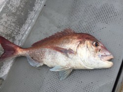 ゲームフィッシング バレントン 釣果