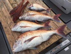 ゲームフィッシング バレントン 釣果