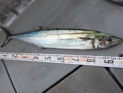 ゲームフィッシング バレントン 釣果