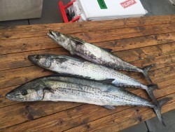 ゲームフィッシング バレントン 釣果