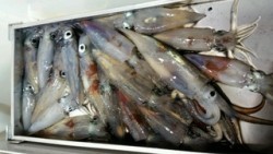 ディープ オーシャン 釣果