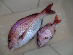 ＢＩＧ－ＯＮＥ 釣果