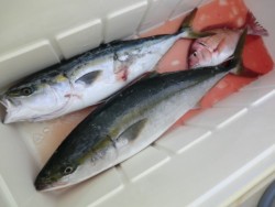 ＢＩＧ－ＯＮＥ 釣果