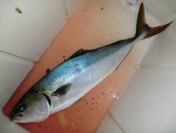 ＢＩＧ－ＯＮＥ 釣果