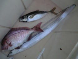 ＢＩＧ－ＯＮＥ 釣果