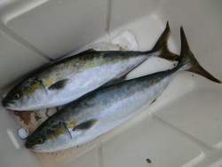 ＢＩＧ－ＯＮＥ 釣果