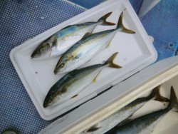 ＢＩＧ－ＯＮＥ 釣果