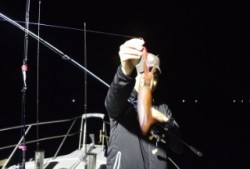 ジギング船 BLUEWATER 釣果