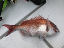 イーグルⅡ世号 釣果