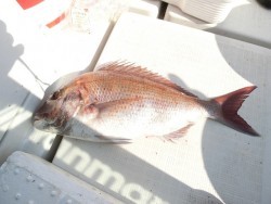 イーグルⅡ世号 釣果