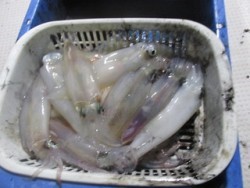 ジギング船 BLUEWATER 釣果