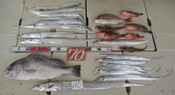 海幸 釣果