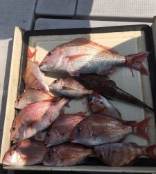 LUZ PLAYA　ルスプラージャ 釣果