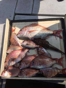 LUZ PLAYA　ルスプラージャ 釣果