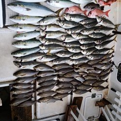 さぶろう丸 釣果