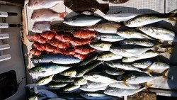さぶろう丸 釣果