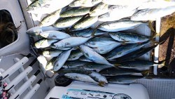 さぶろう丸 釣果