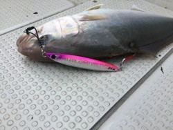 オーシャンキッズ 釣果