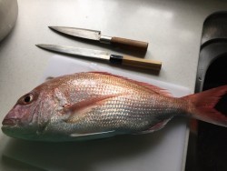 オーシャンキッズ 釣果