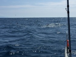 オーシャンキッズ 釣果