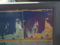 オーシャンキッズ 釣果